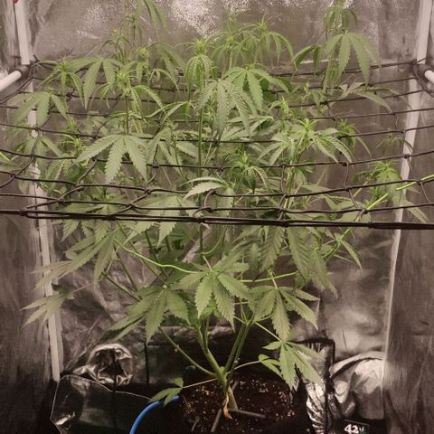 Fast Buds Banana Purple Punch  growlog timeline photo
