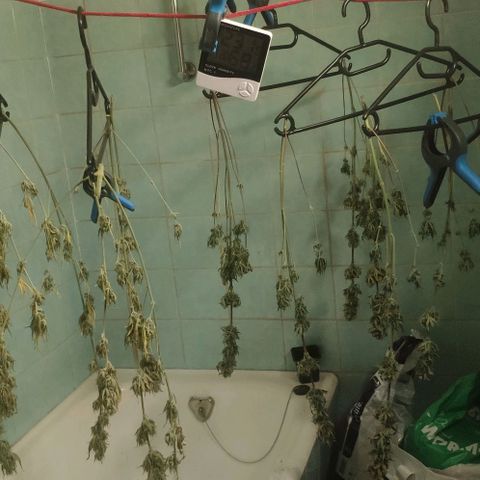 Random Bud 2 growlog timeline photo