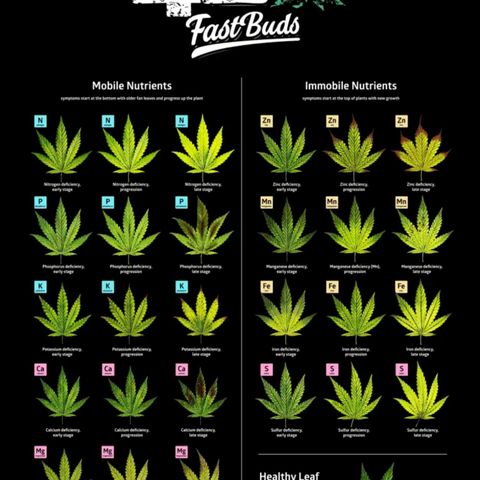 Fast Buds Banana Purple Punch  growlog timeline photo
