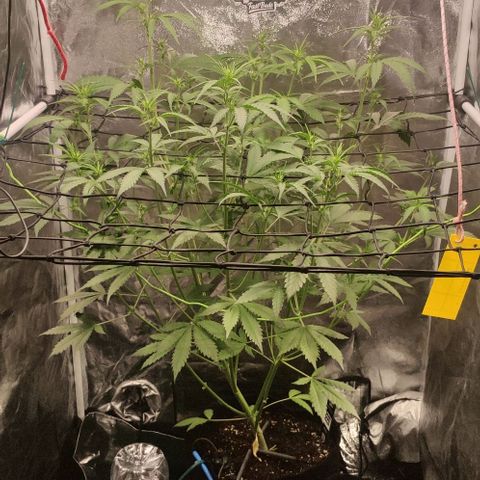 Fast Buds Banana Purple Punch  growlog timeline photo