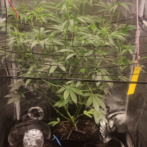 Fast Buds Banana Purple Punch  growlog timeline photo