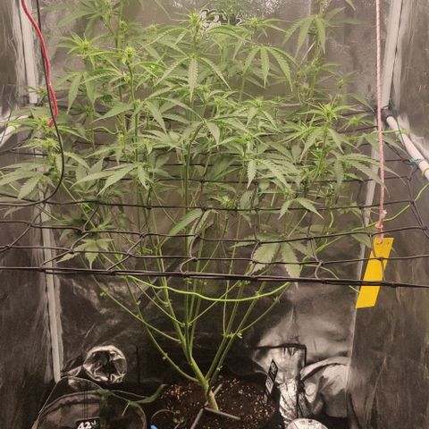 Fast Buds Banana Purple Punch  growlog timeline photo