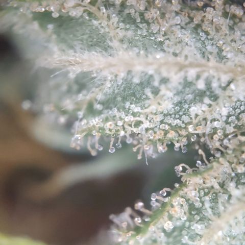 Random Bud 2 growlog timeline photo