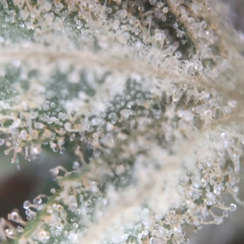 Random Bud 2 growlog timeline photo