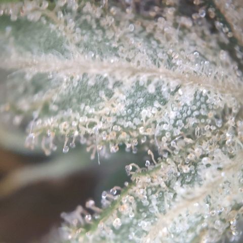 Random Bud 2 growlog timeline photo