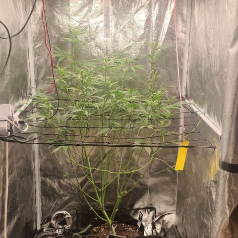 Fast Buds Banana Purple Punch  growlog timeline photo