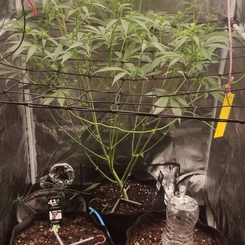 Fast Buds Banana Purple Punch  growlog timeline photo