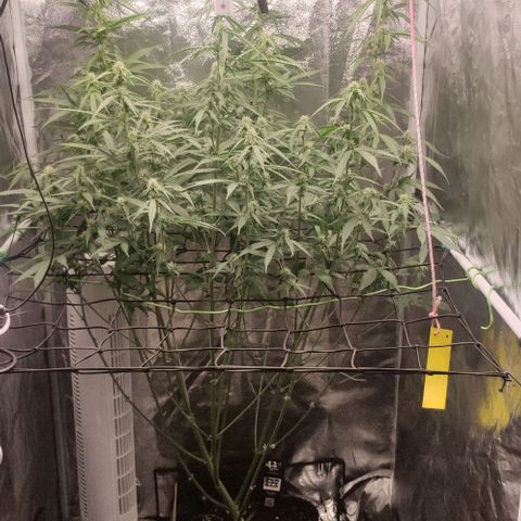 Fast Buds Banana Purple Punch  growlog timeline photo