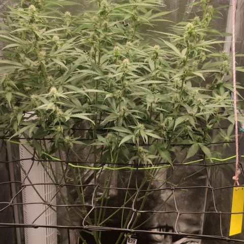 Fast Buds Banana Purple Punch  growlog timeline photo