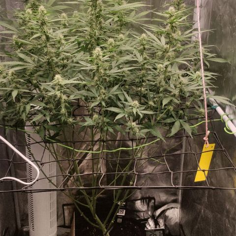 Fast Buds Banana Purple Punch  growlog timeline photo