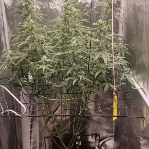 Fast Buds Banana Purple Punch  growlog timeline photo