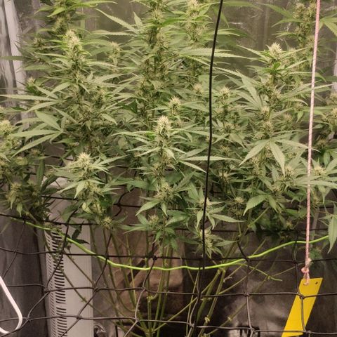 Fast Buds Banana Purple Punch  growlog timeline photo