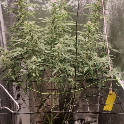Fast Buds Banana Purple Punch  growlog timeline photo