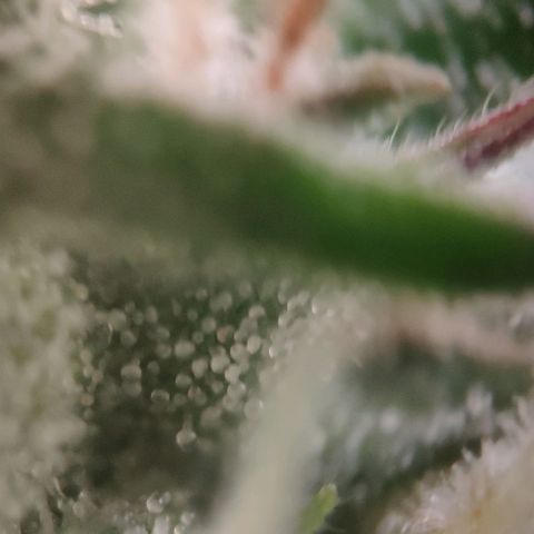 Fast Buds Banana Purple Punch  growlog timeline photo