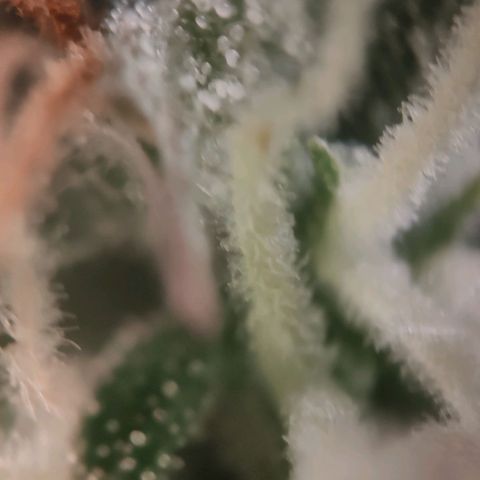 Fast Buds Banana Purple Punch  growlog timeline photo