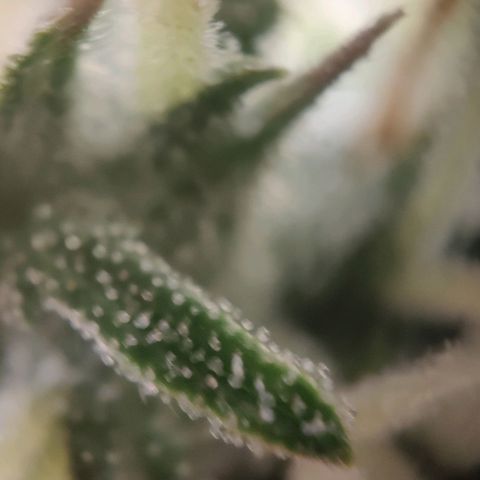 Fast Buds Banana Purple Punch  growlog timeline photo