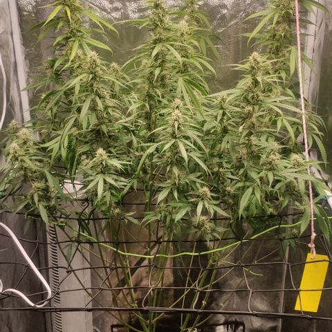 Fast Buds Banana Purple Punch  growlog timeline photo
