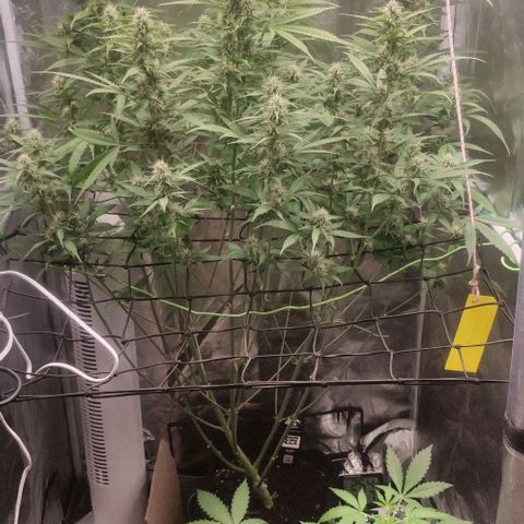 Fast Buds Banana Purple Punch  growlog timeline photo