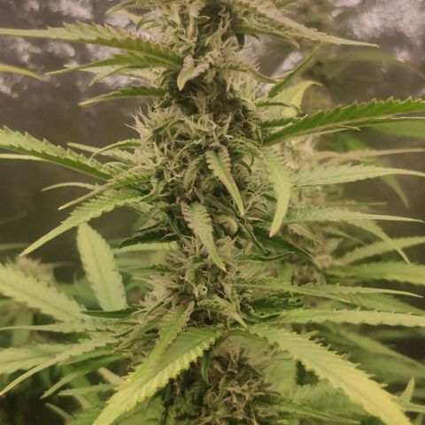 Fast Buds Banana Purple Punch  growlog timeline photo