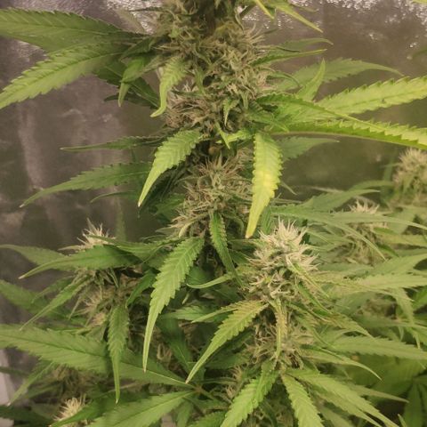 Fast Buds Banana Purple Punch  growlog timeline photo