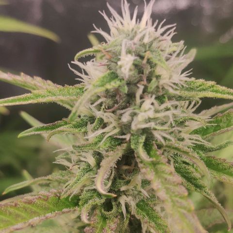 Fast Buds Banana Purple Punch  growlog timeline photo