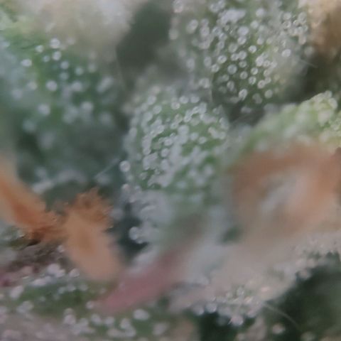 Fast Buds Banana Purple Punch  growlog timeline photo
