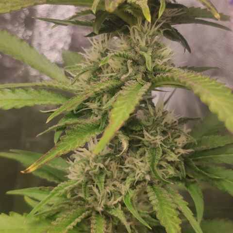 Fast Buds Banana Purple Punch  growlog timeline photo