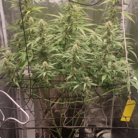 Fast Buds Banana Purple Punch  growlog timeline photo