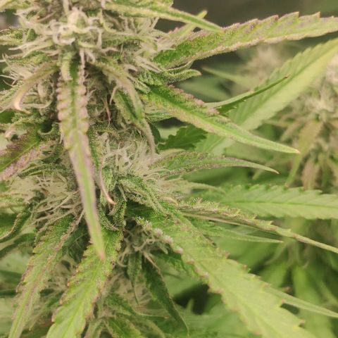 Fast Buds Banana Purple Punch  growlog timeline photo