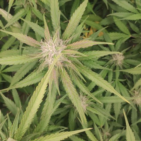 Fast Buds Banana Purple Punch  growlog timeline photo