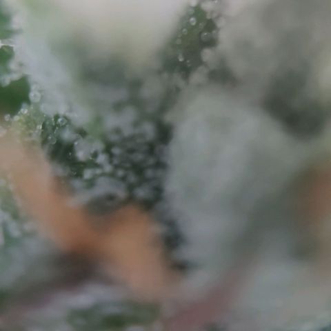 Fast Buds Banana Purple Punch  growlog timeline photo