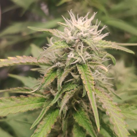 Fast Buds Banana Purple Punch  growlog timeline photo