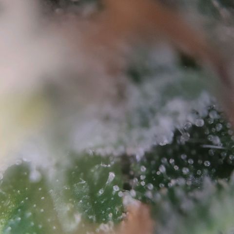 Fast Buds Banana Purple Punch  growlog timeline photo