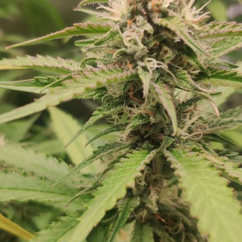 Fast Buds Banana Purple Punch  growlog timeline photo