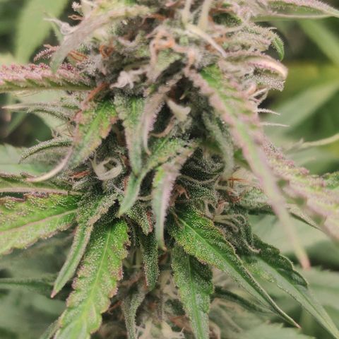 Fast Buds Banana Purple Punch  growlog timeline photo