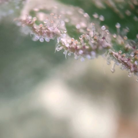 Fast Buds Banana Purple Punch  growlog timeline photo