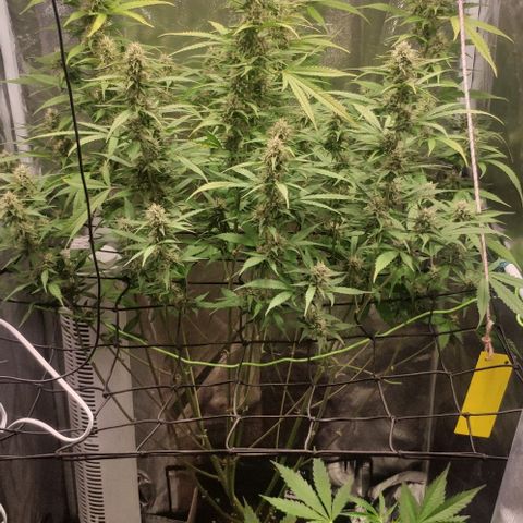 Fast Buds Banana Purple Punch  growlog timeline photo