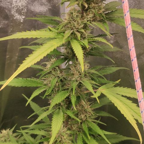 Fast Buds Banana Purple Punch  growlog timeline photo