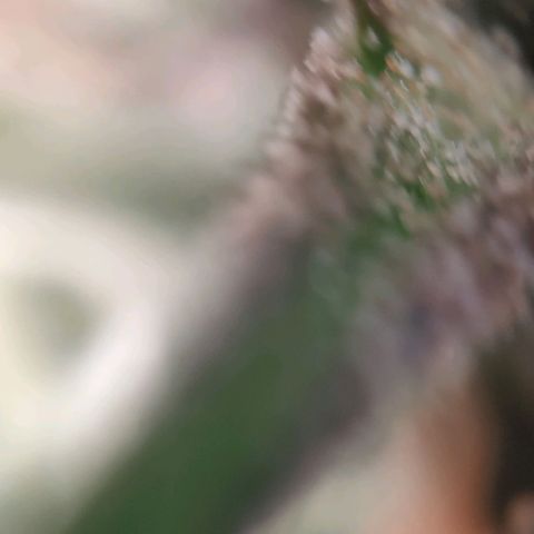 Fast Buds Banana Purple Punch  growlog timeline photo