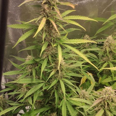 Fast Buds Banana Purple Punch  growlog timeline photo