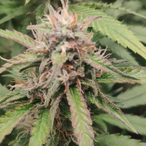 Fast Buds Banana Purple Punch  growlog timeline photo