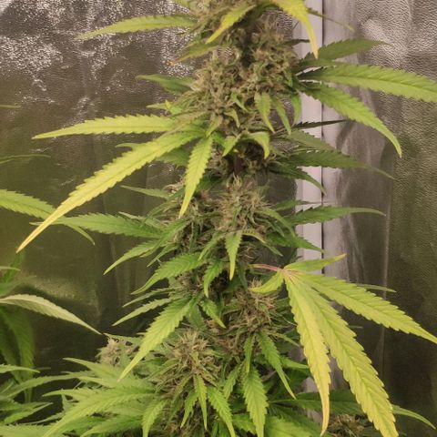 Fast Buds Banana Purple Punch  growlog timeline photo