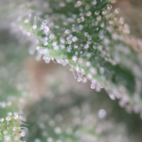 Fast Buds Banana Purple Punch  growlog timeline photo