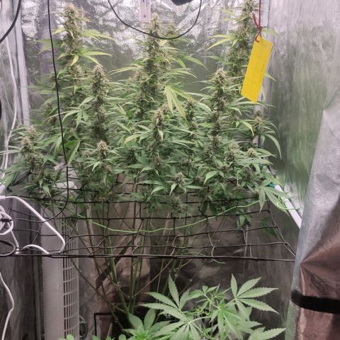 Fast Buds Banana Purple Punch  growlog timeline photo