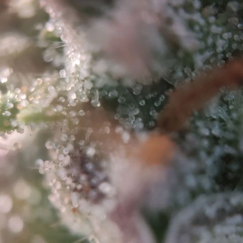 Fast Buds Banana Purple Punch  growlog timeline photo