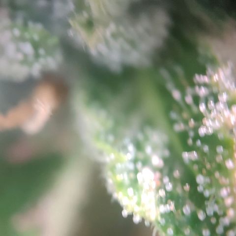 Fast Buds Banana Purple Punch  growlog timeline photo