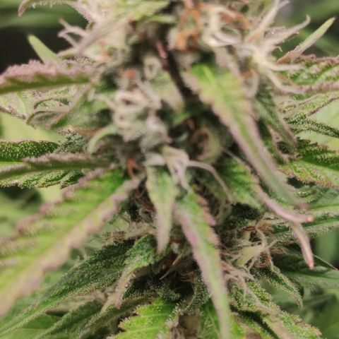 Fast Buds Banana Purple Punch  growlog timeline photo
