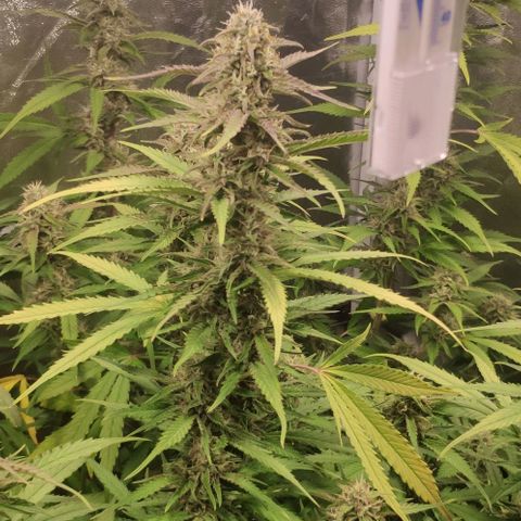 Fast Buds Banana Purple Punch  growlog timeline photo