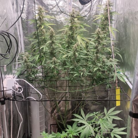 Fast Buds Banana Purple Punch  growlog timeline photo