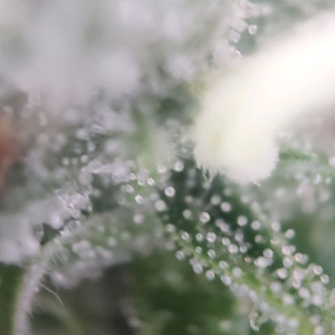 Fast Buds Banana Purple Punch  growlog timeline photo